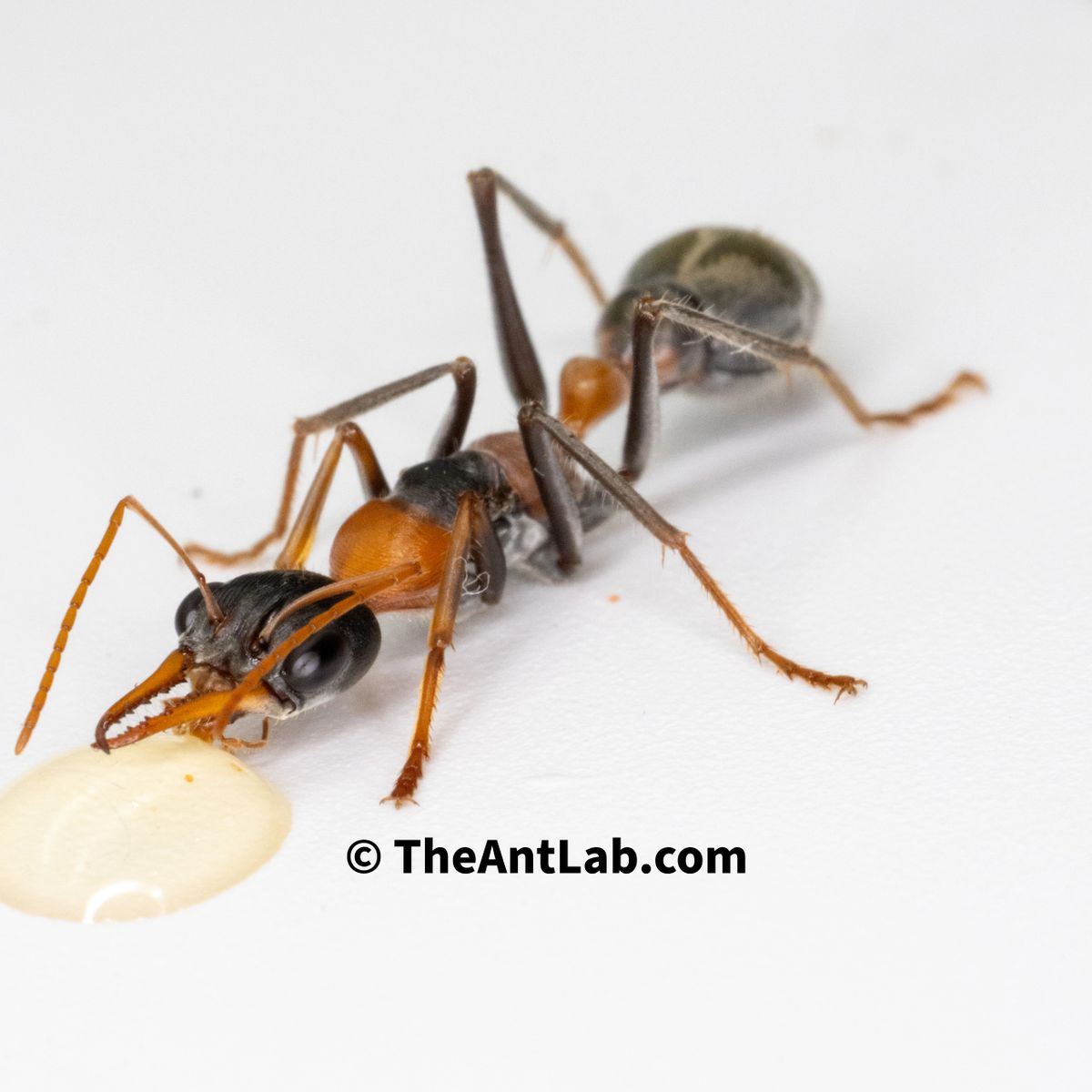 Jumping Jack Queen Myrmecia nigrocincta